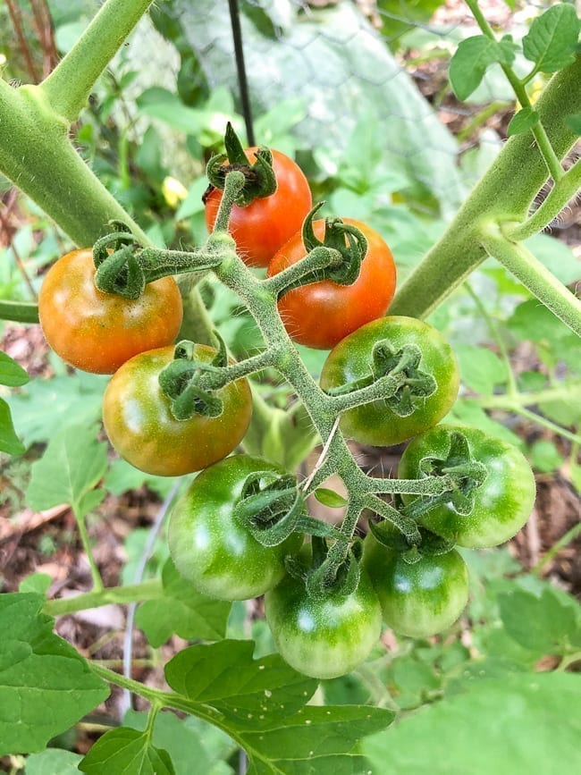 Cherry Tomatoes, geagle.miooashdv.tk