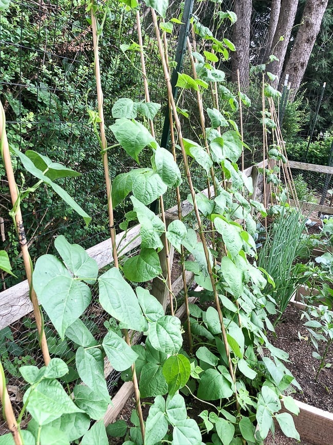 Green bean plants, geagle.miooashdv.tk