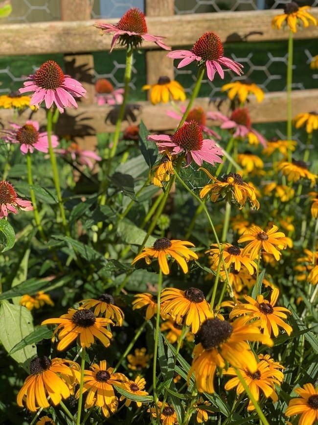 Echinacea and black eyed susans, geagle.miooashdv.tk