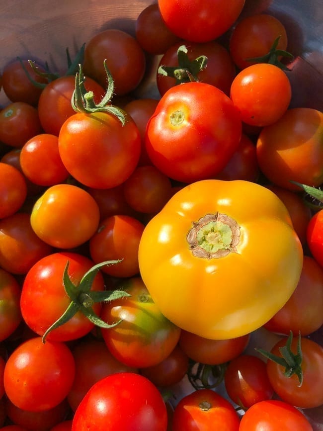 Tomato harvest, geagle.miooashdv.tk