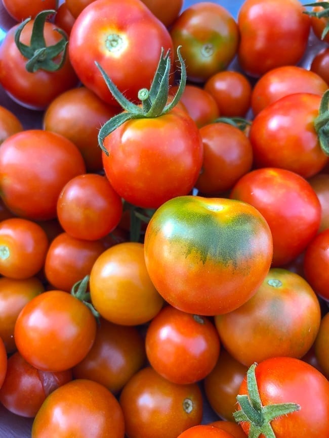 Tomato harvest, geagle.miooashdv.tk