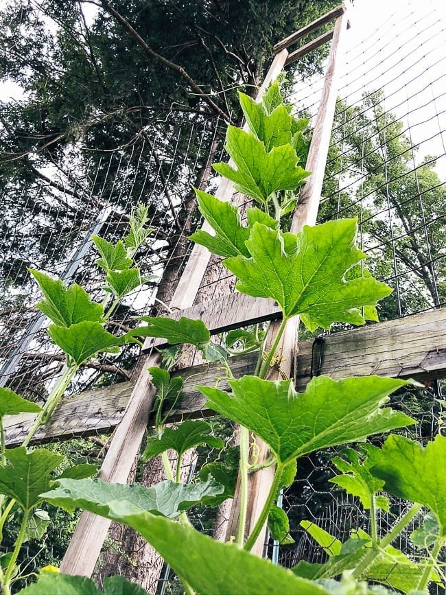 Winter melon plant, geagle.miooashdv.tk