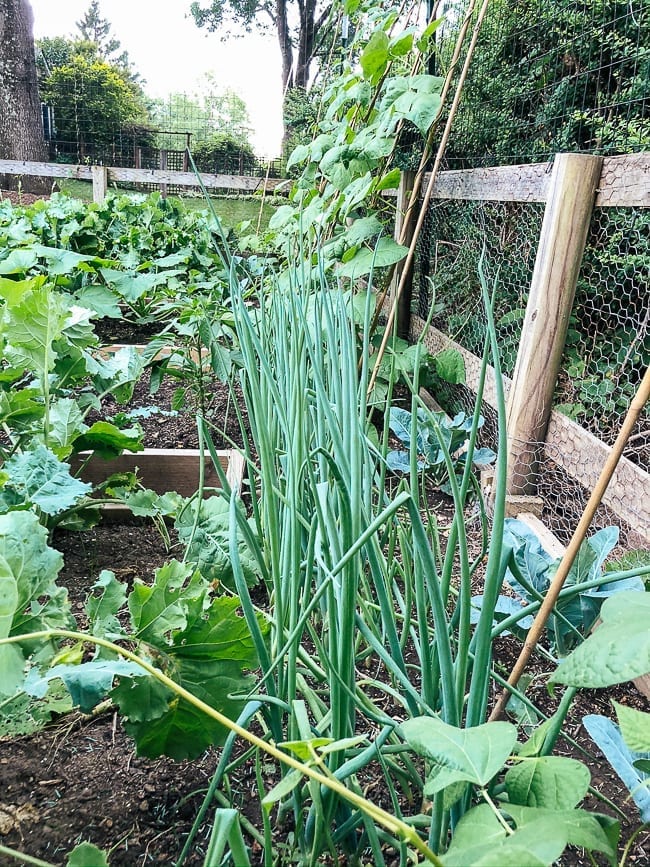 Scallion plants, geagle.miooashdv.tk