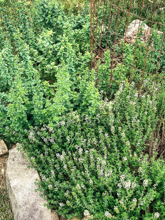 Oregano and thyme, geagle.miooashdv.tk