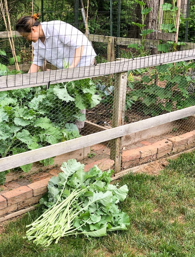 Harvesting Kale from backyard garden, geagle.miooashdv.tk