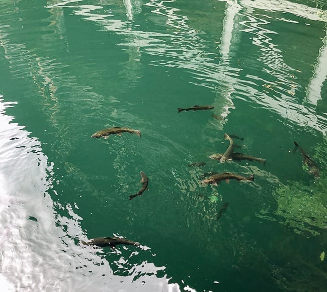Fish in Mohonk Lake, geagle.miooashdv.tk