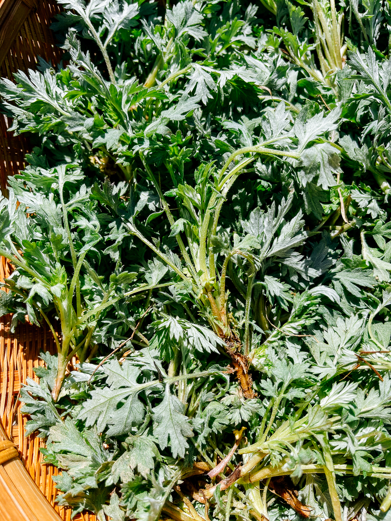 Basket of mugwort