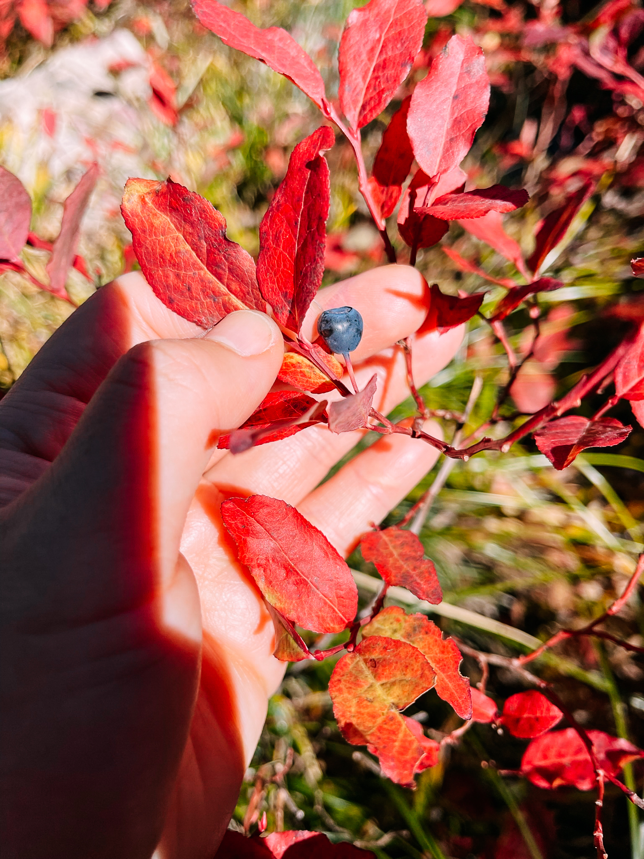 Late season huckleberry on bush