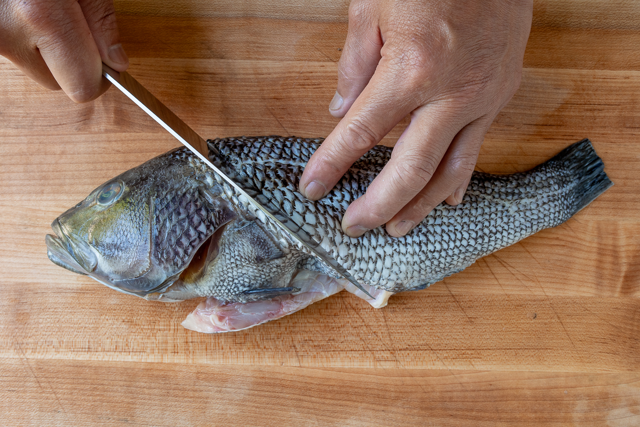 slicing into fish to begin filleting process