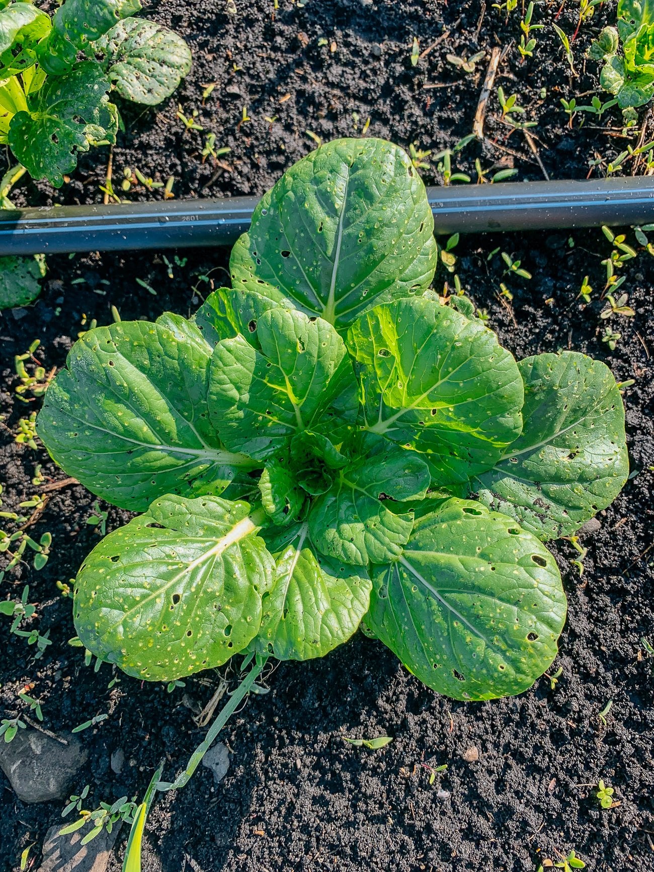 brassica plant