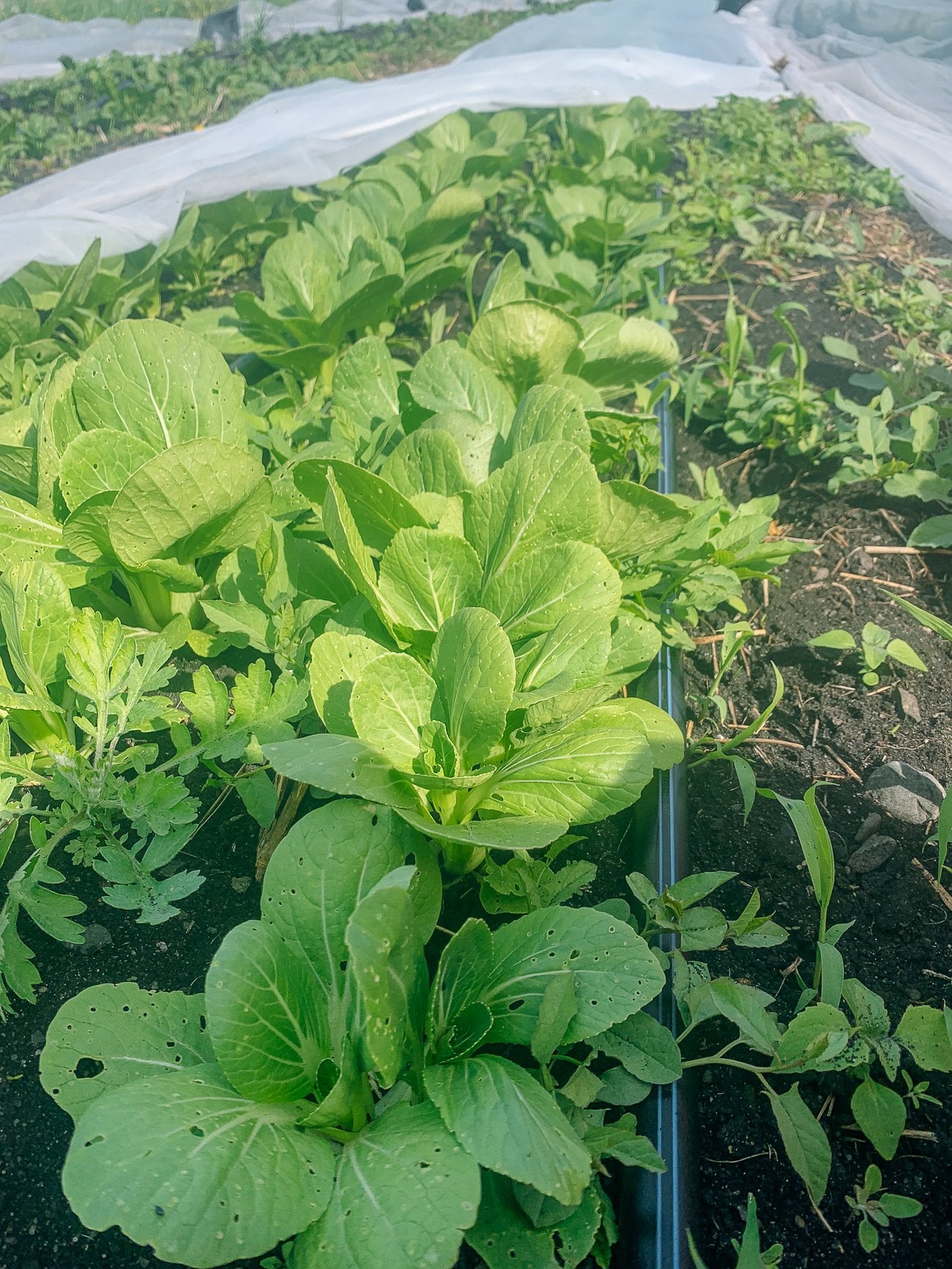 plants on choy division farm