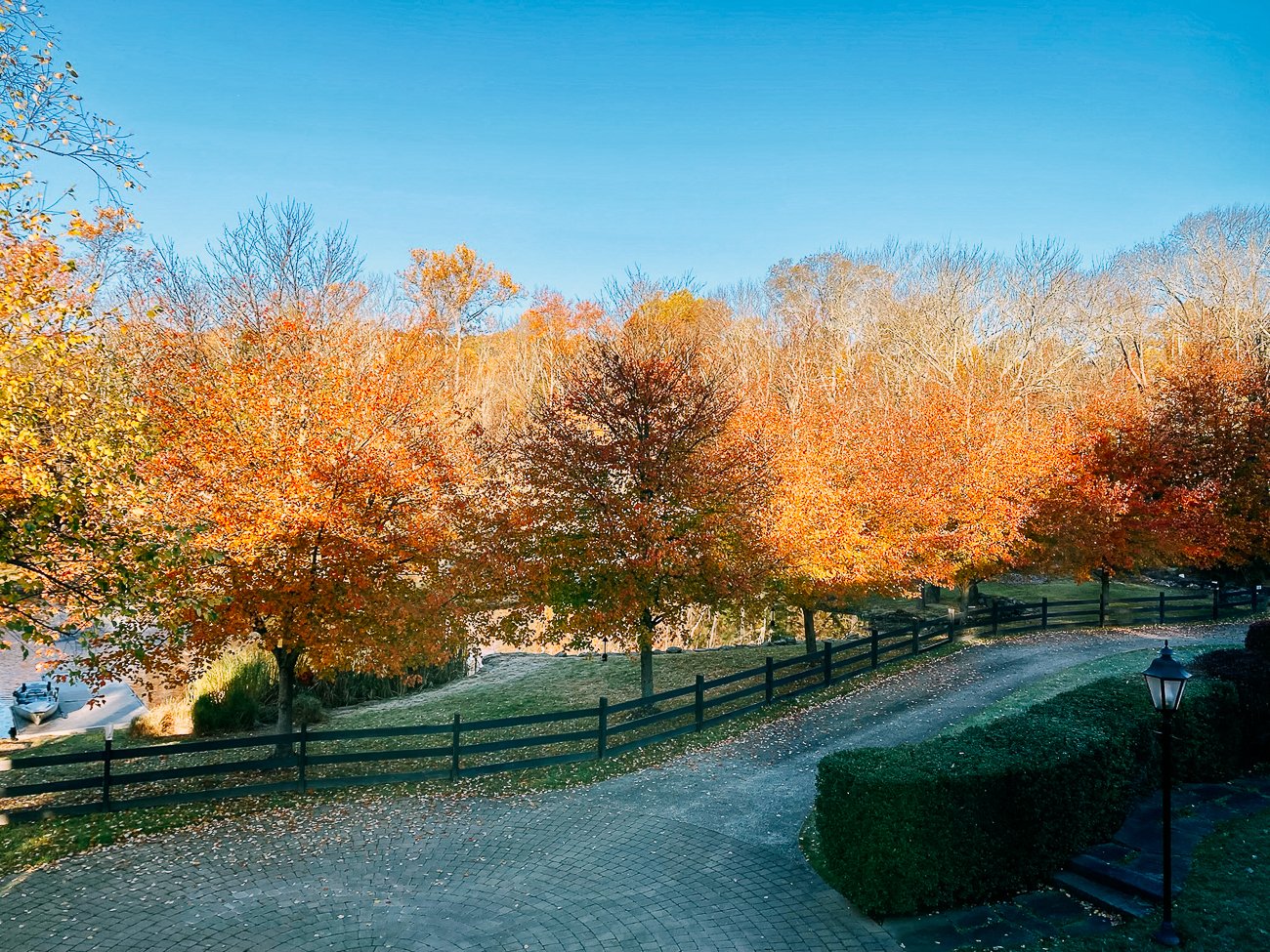 fall colors on maple trees