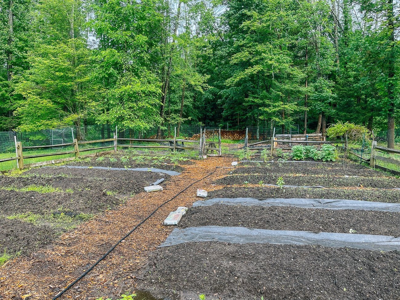garden beds cleared