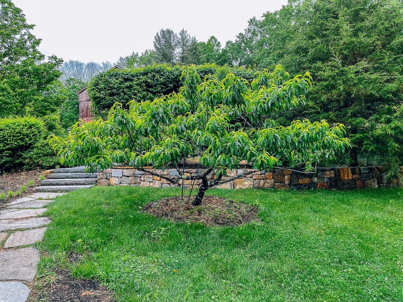 Mature peach tree