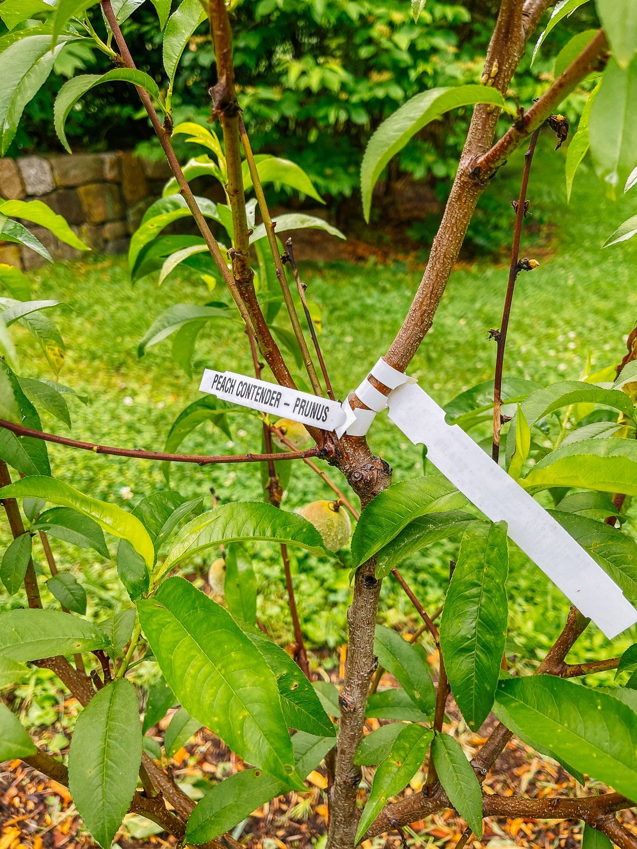 peach tree