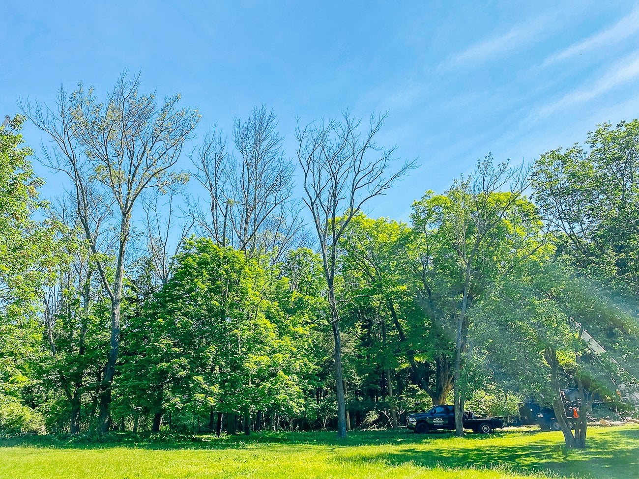 dead ash trees