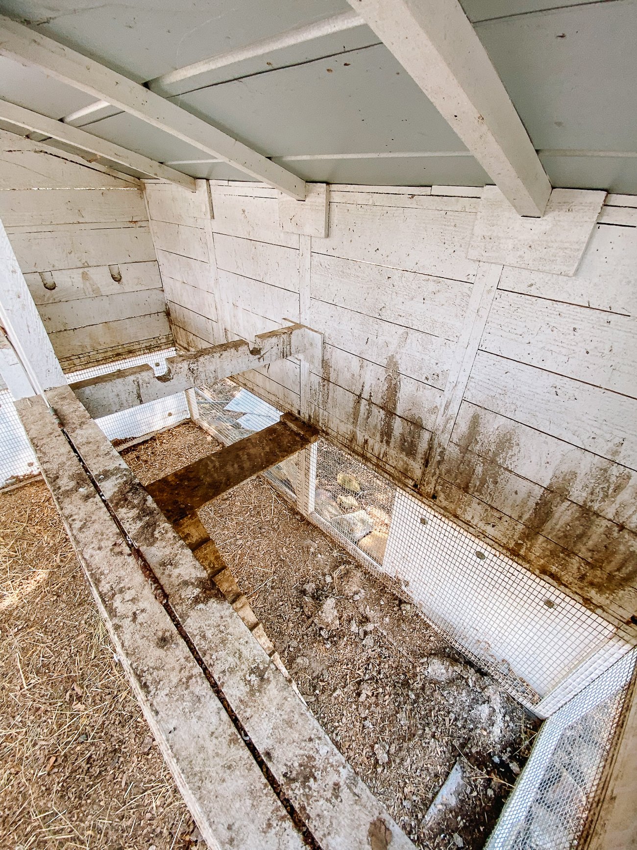 dirty chicken coop