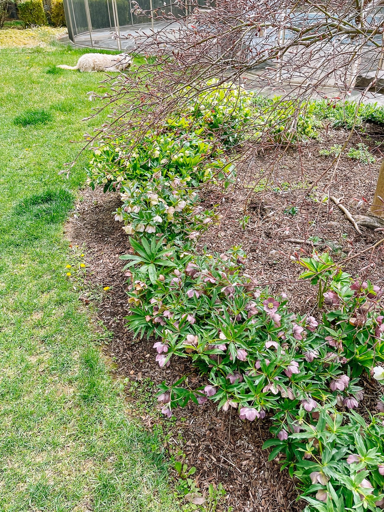 Patch of hellebores