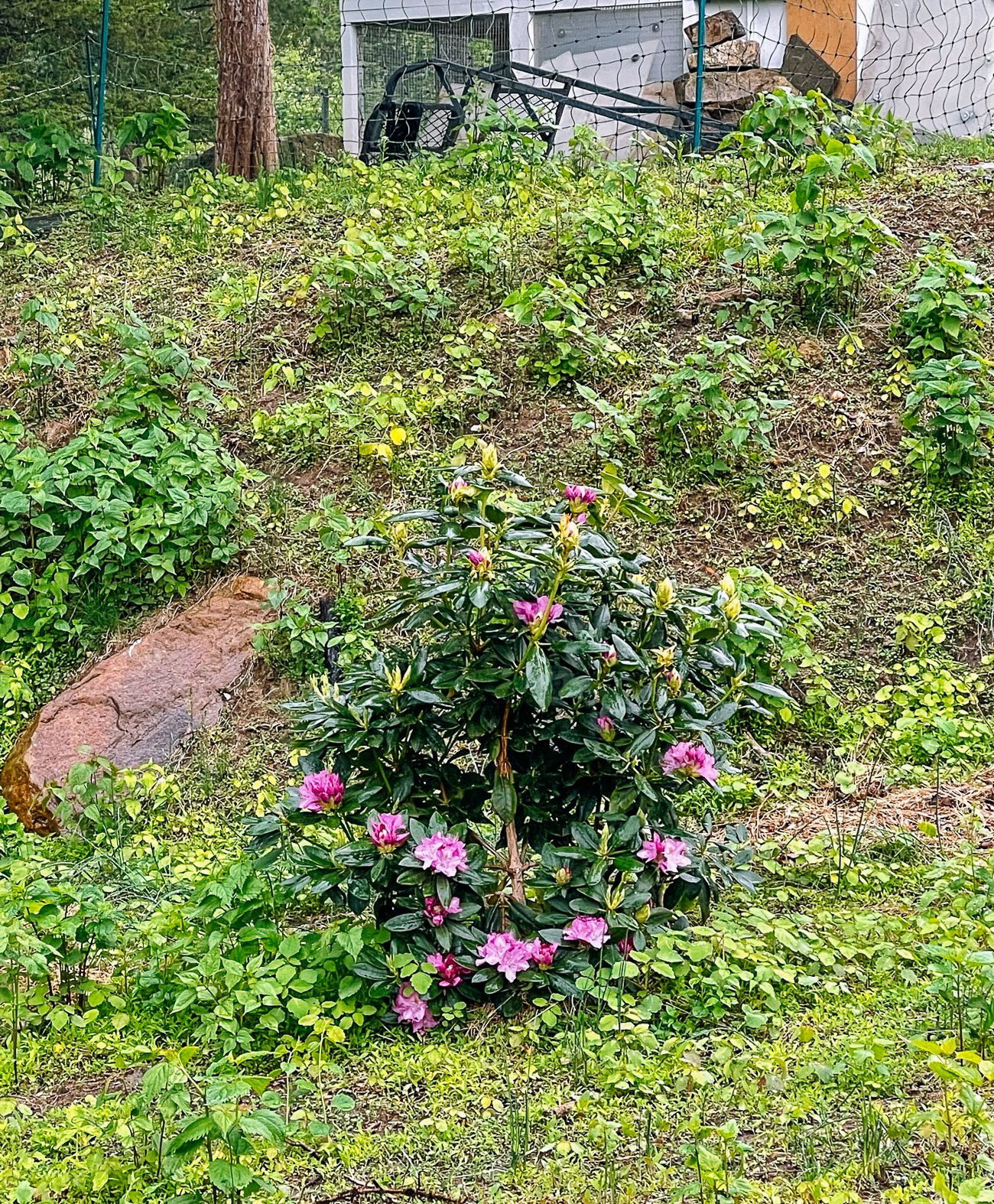 Rhododendron