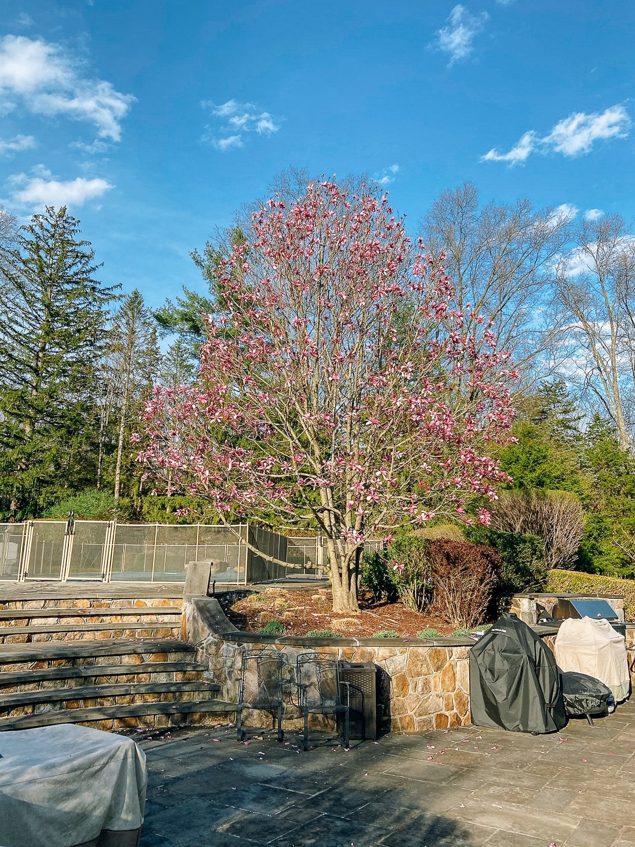 magnolia tree in flower