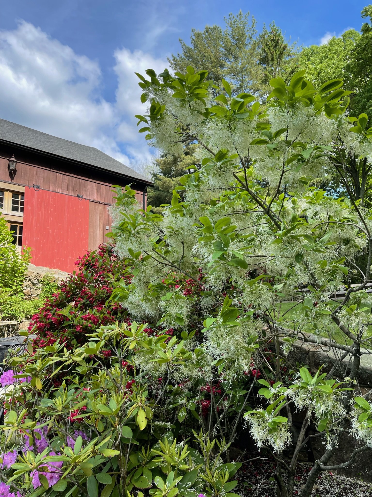 white fringe tree