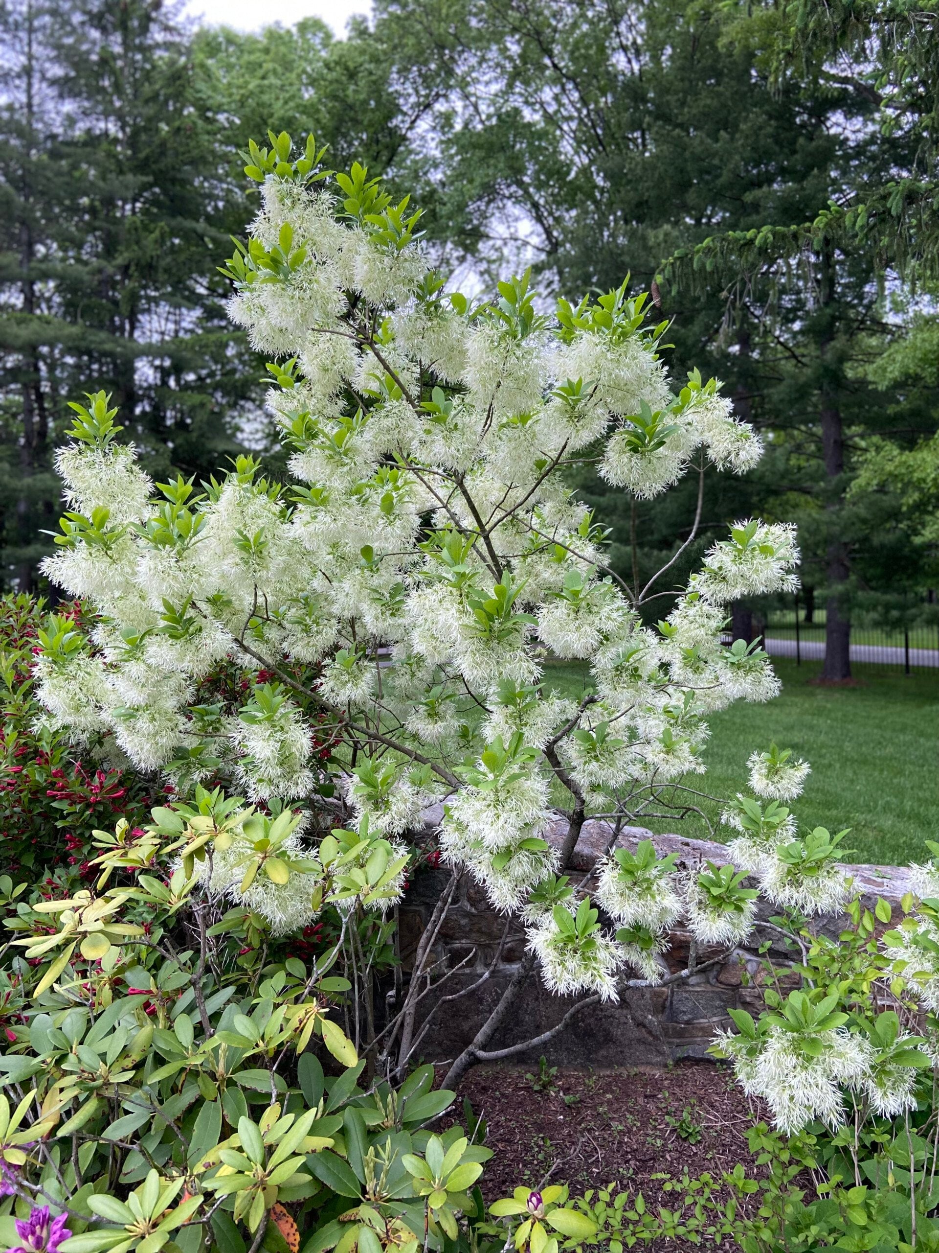 white fringe tree