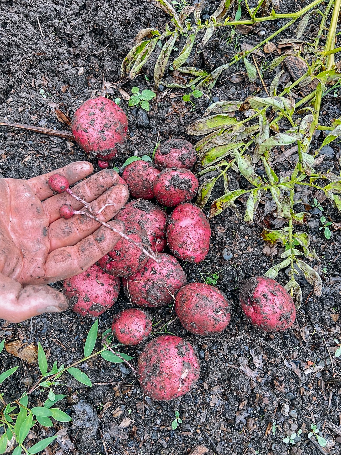 pile of harvested red potatoes