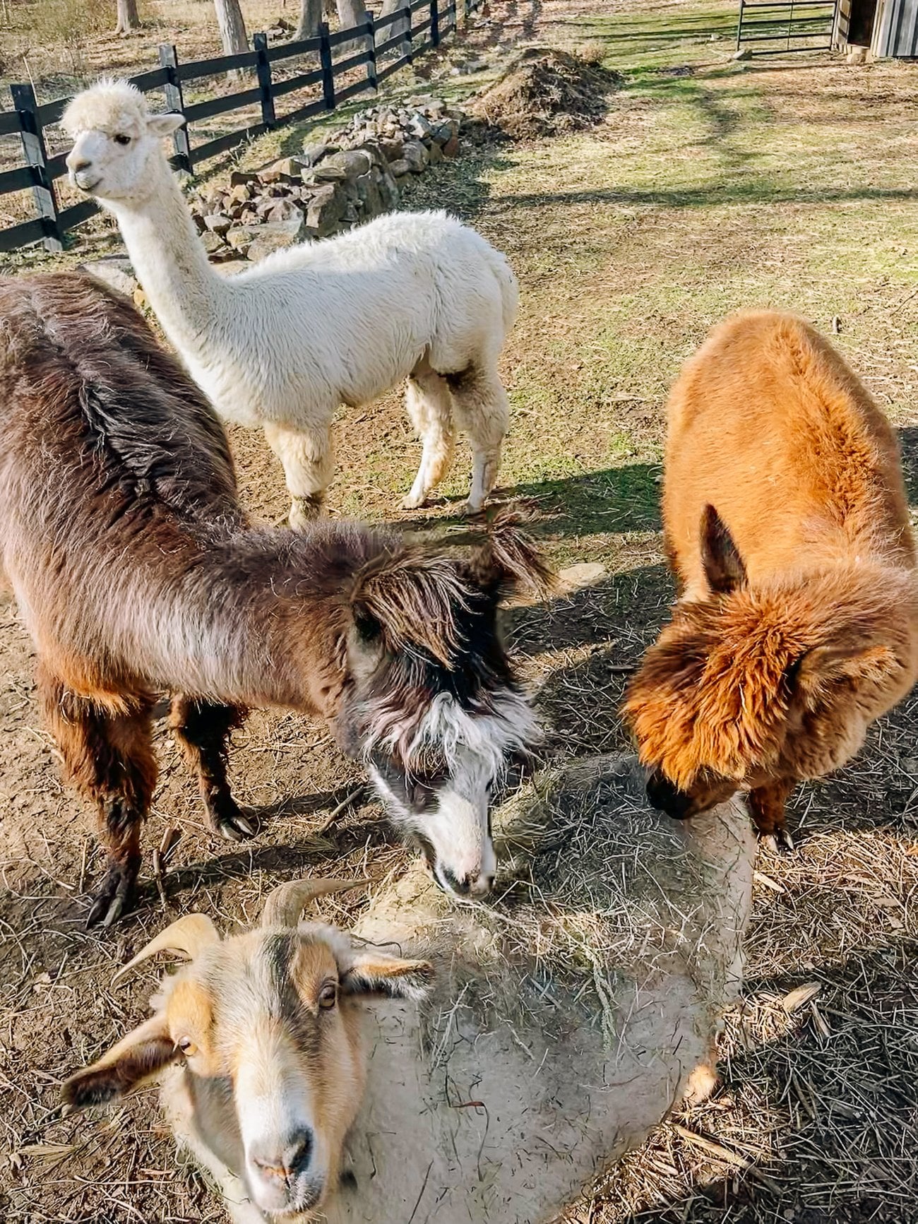 Trooper and Bonnie eating grass off of DeVito's back