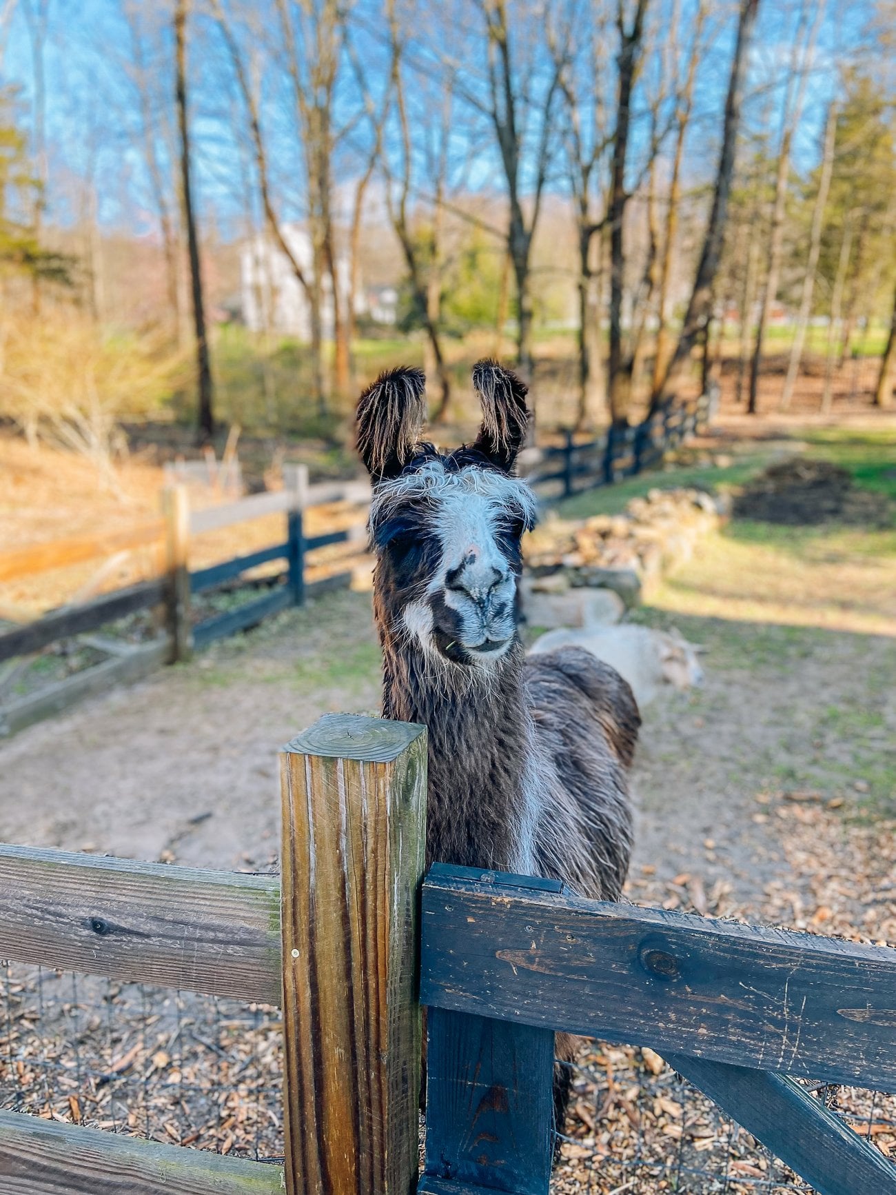 Trooper the llama