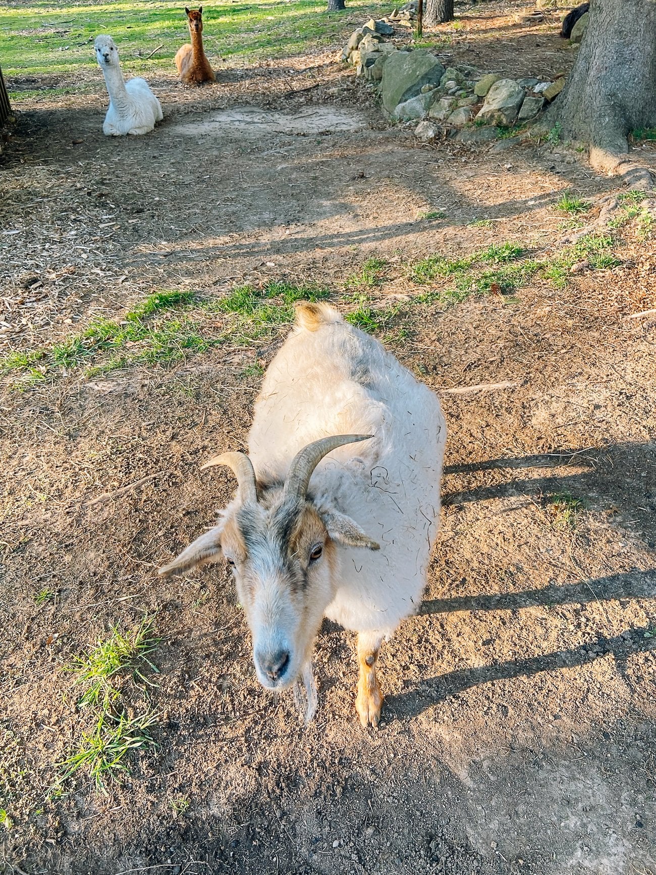 DeVito the goat