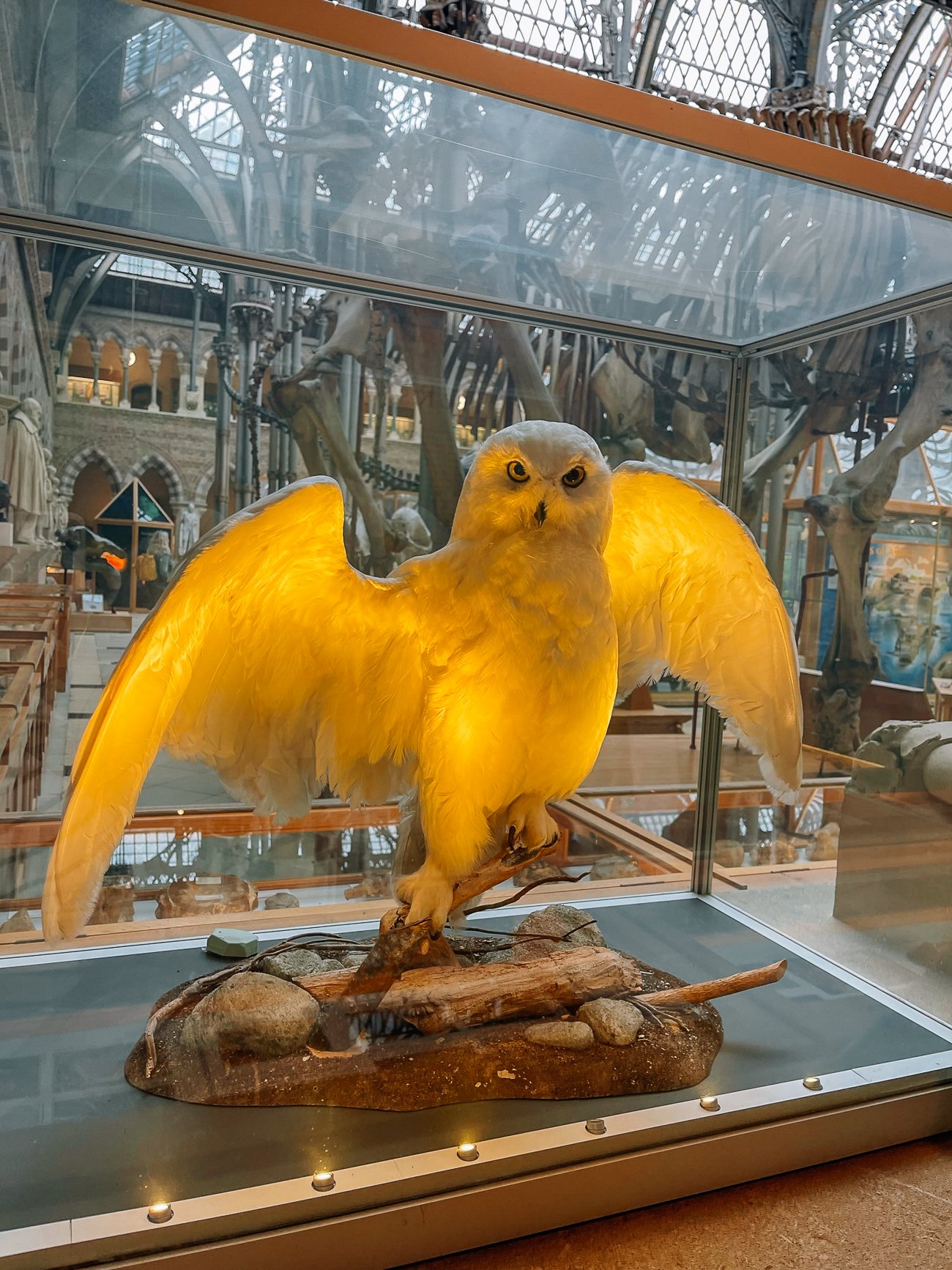 Snowy white owl at the Oxford Museum of Natural History