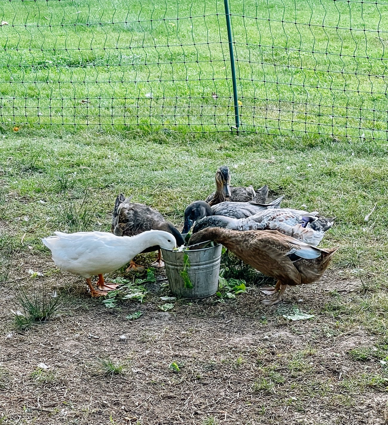 ducks
