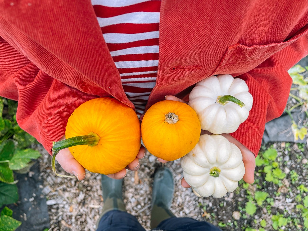 baby orange and white pumpkins