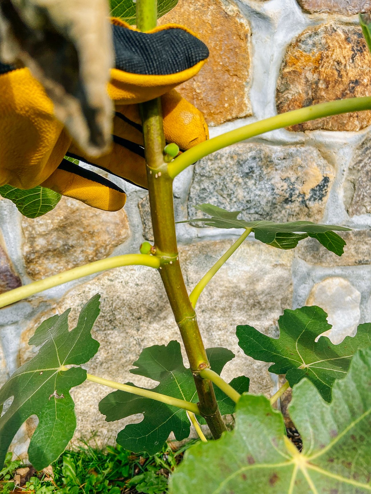 Emerging fig fruits on tree