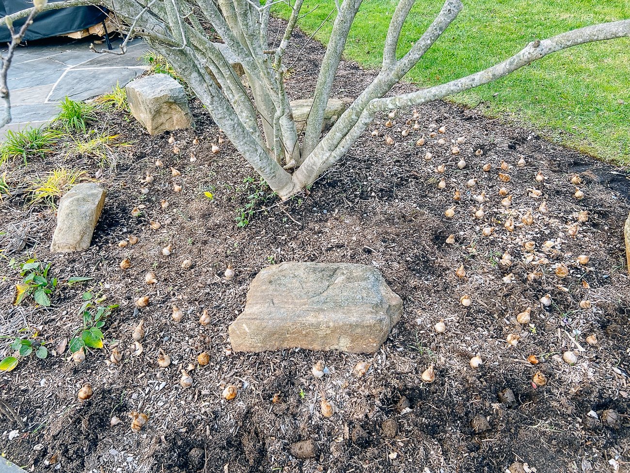 bulbs placed under tree for planting