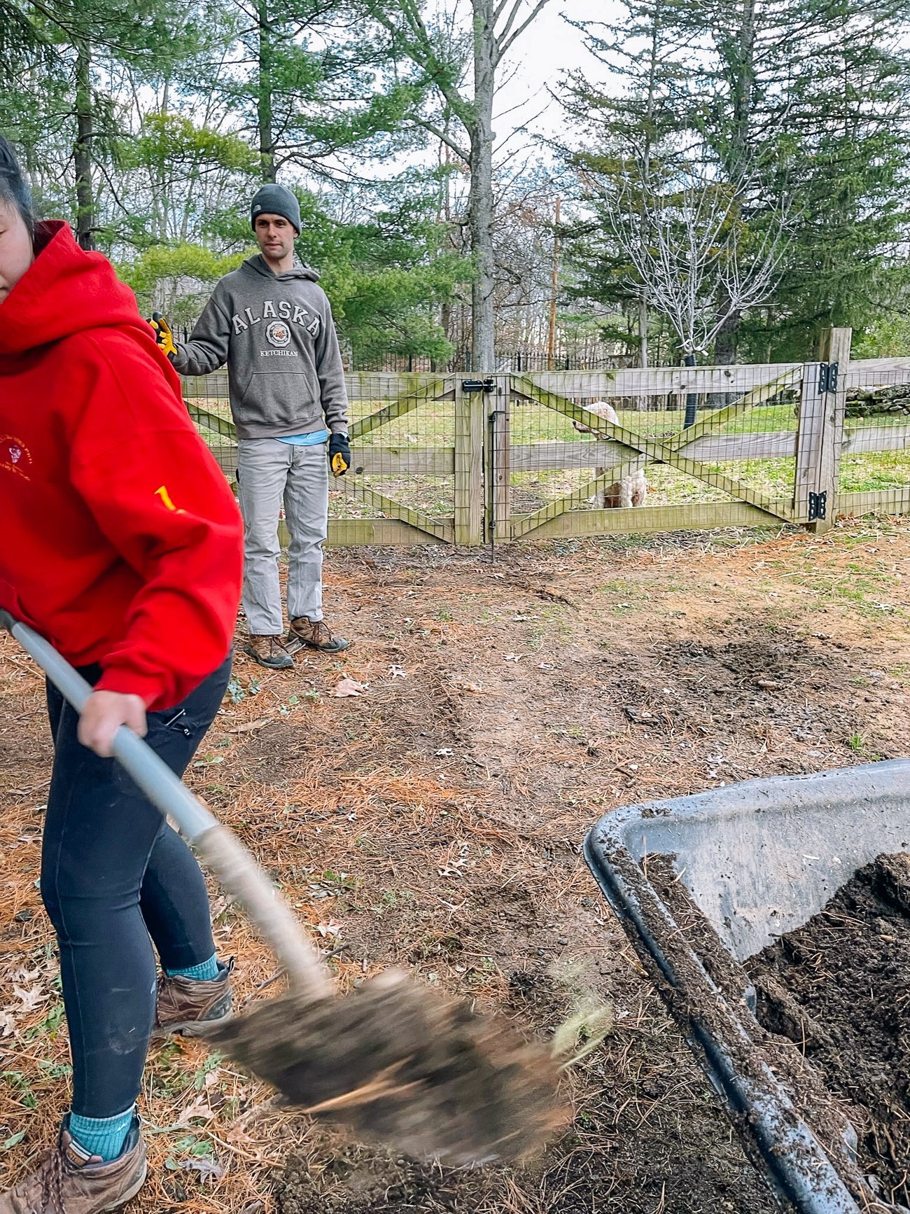 collecting compost