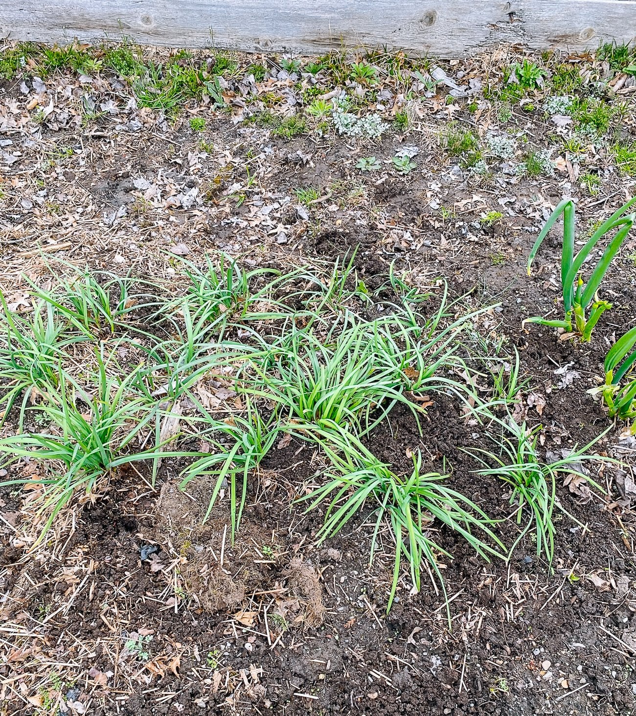 perennial garlic chives 