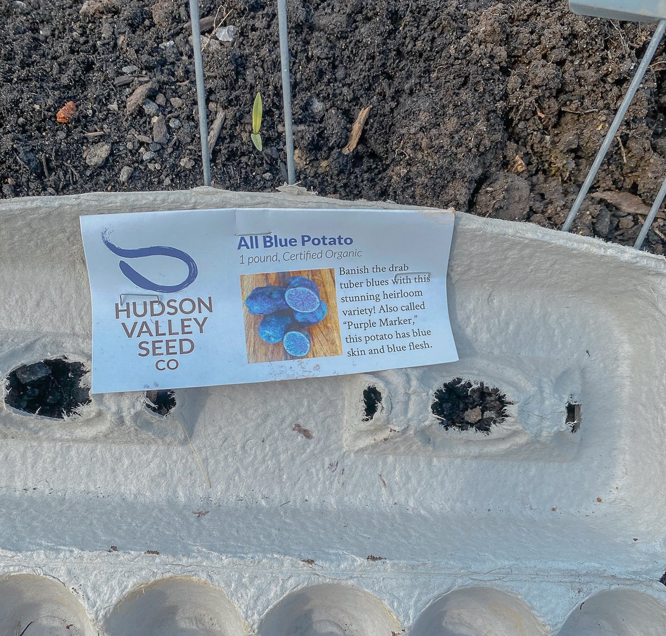 All Blue potato label from Hudson Valley Seed Co. 