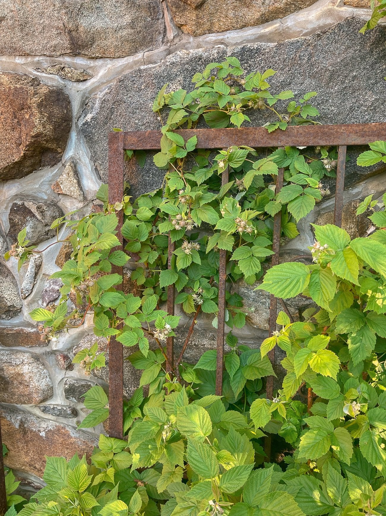 raspberries growing