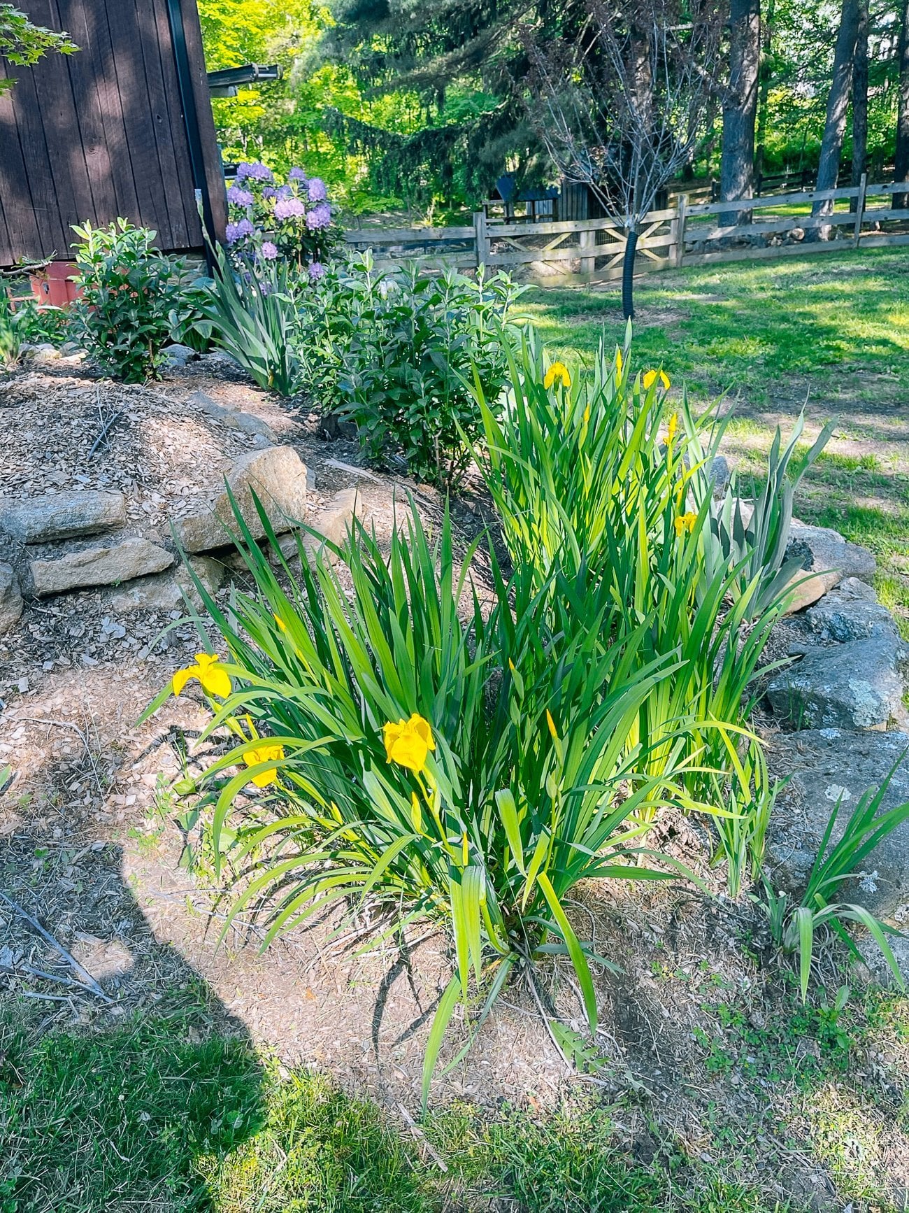 yellow flag iris