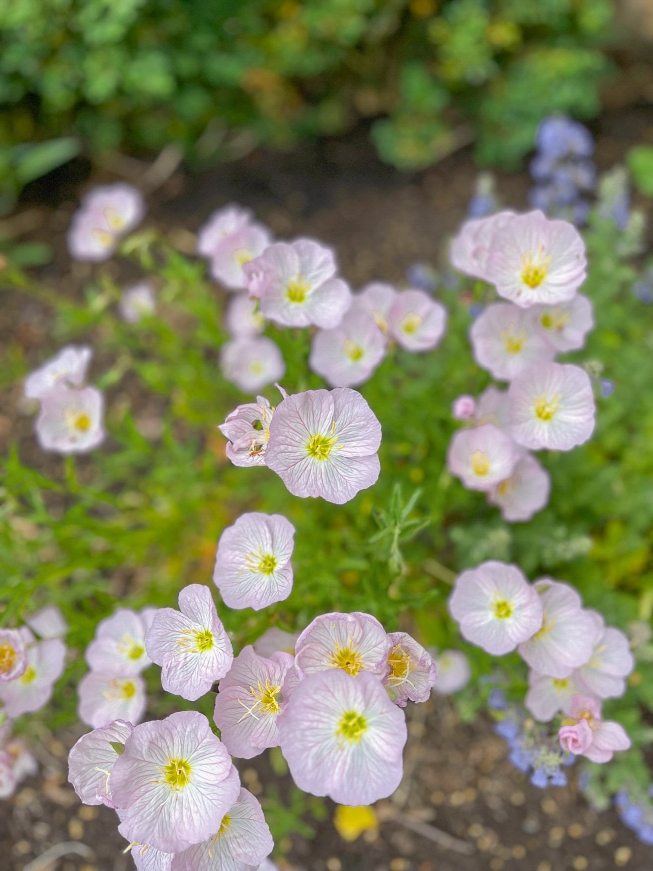 pink evening primrose 