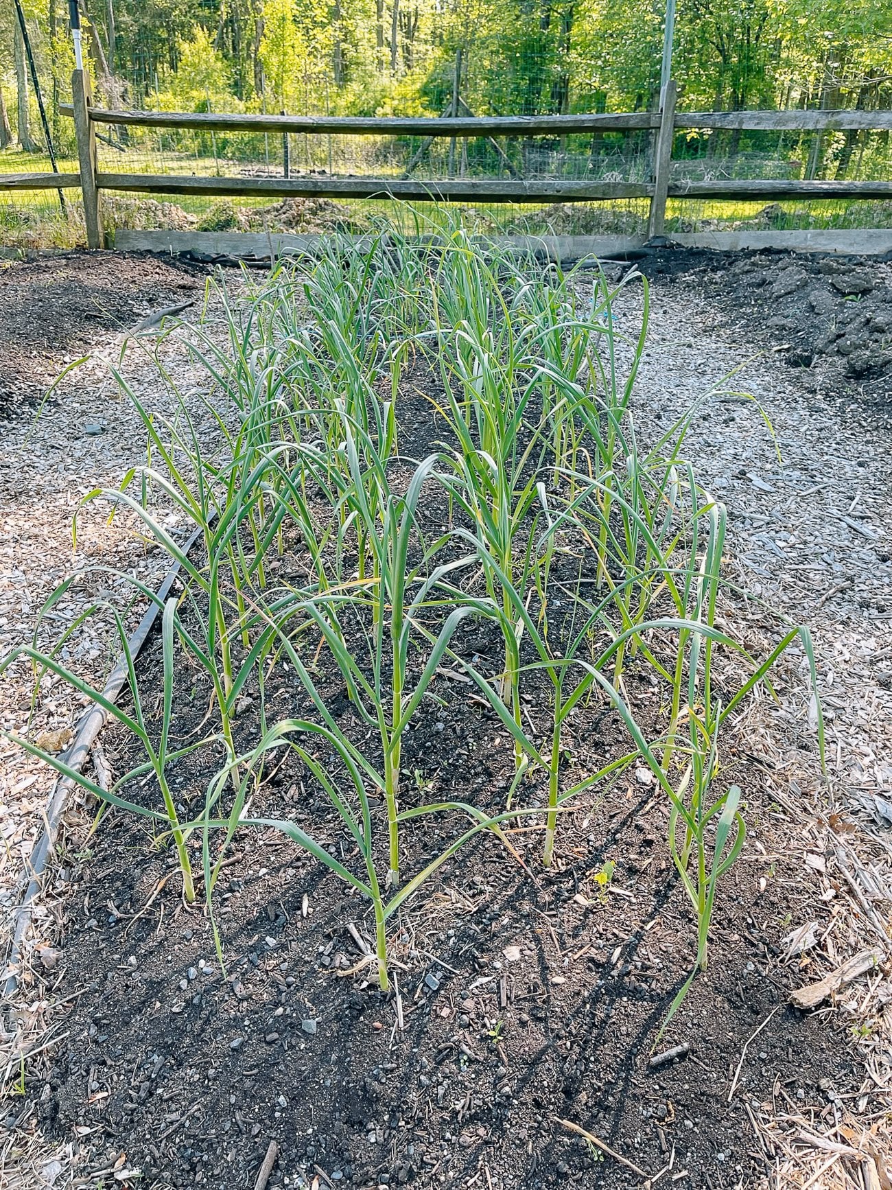 garlic plants in spring