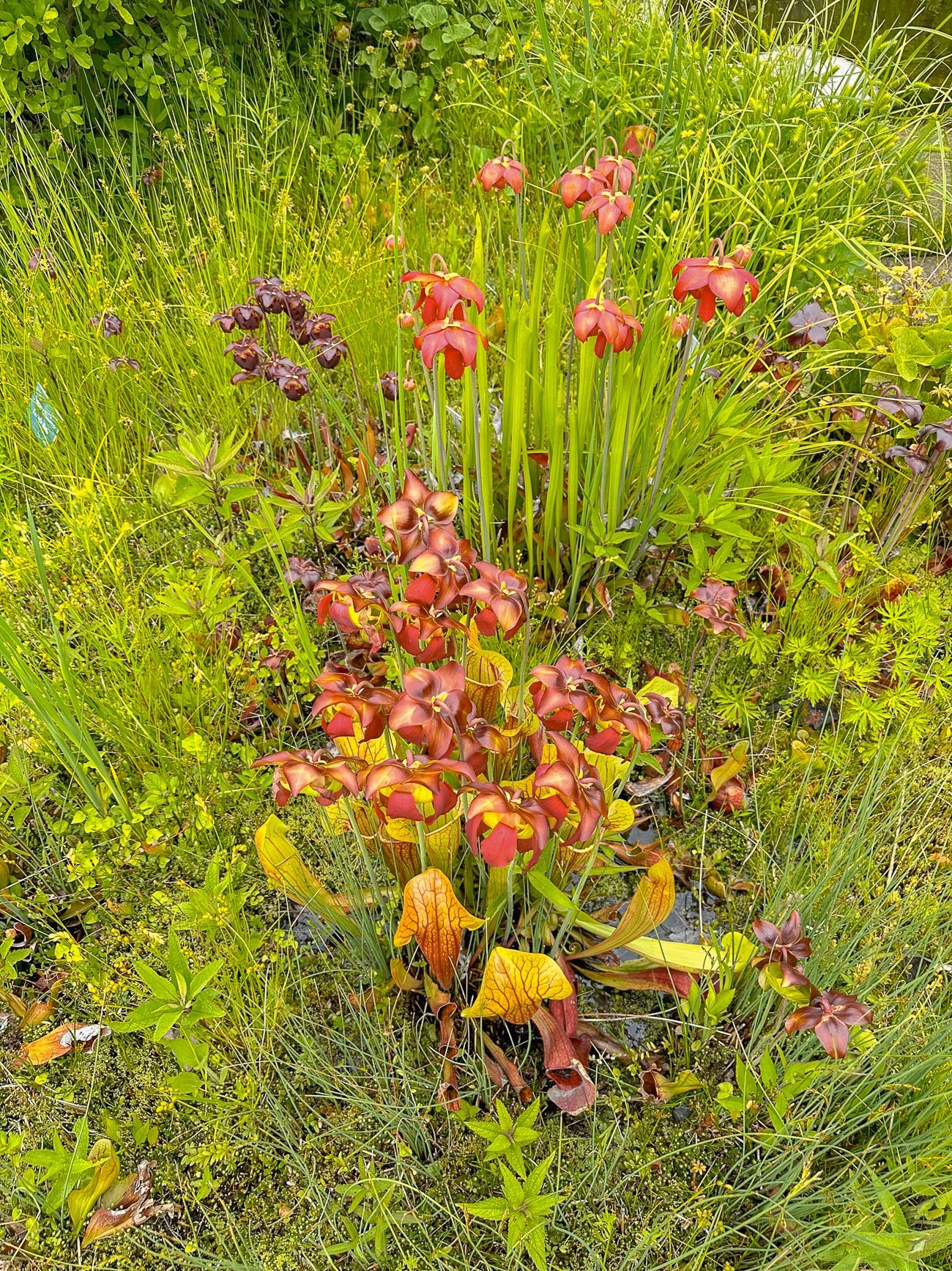 Pond orchids at the Coastal Maine Botanical Garden