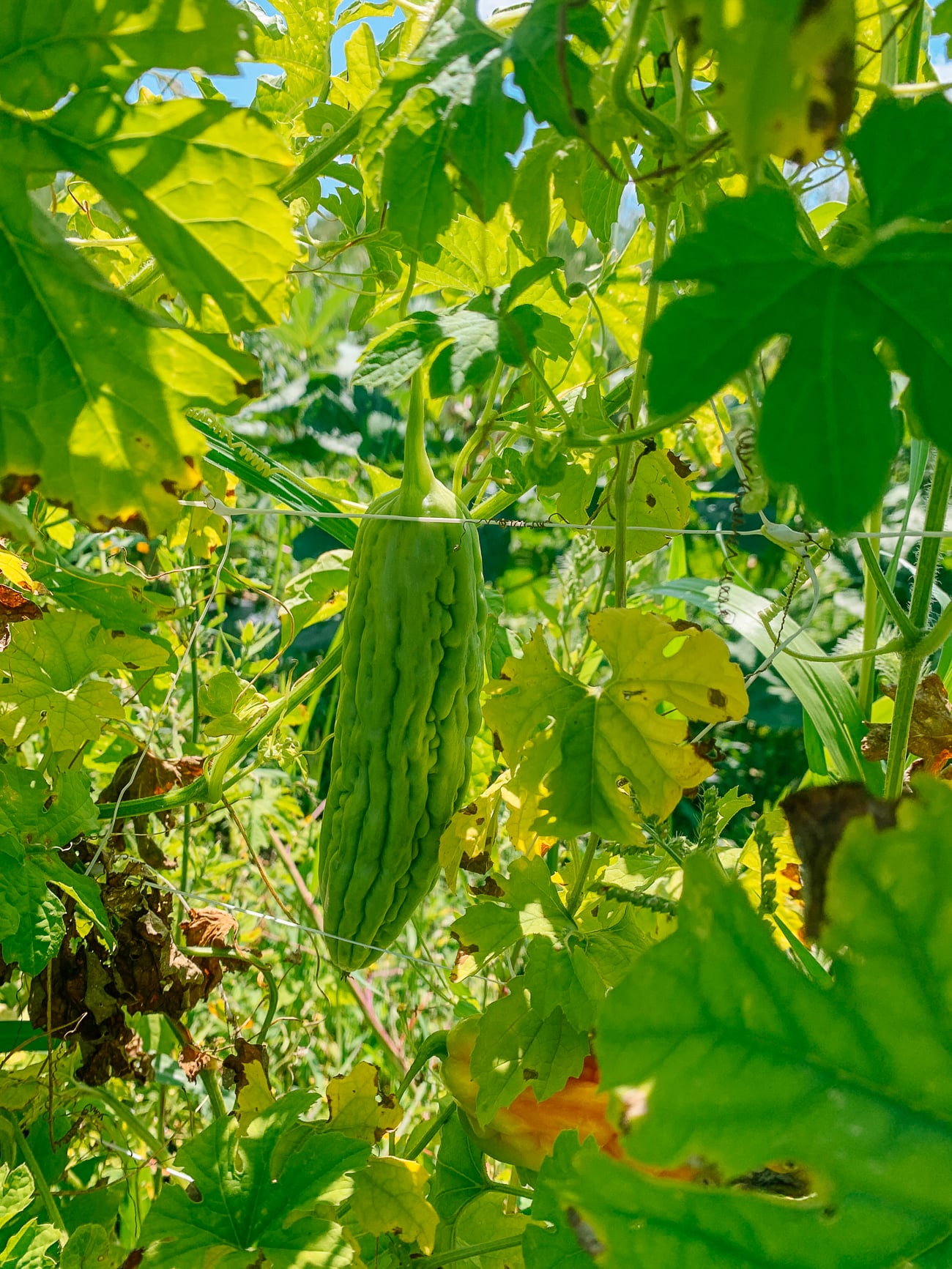 Chinese Bitter Melon on the Vine
