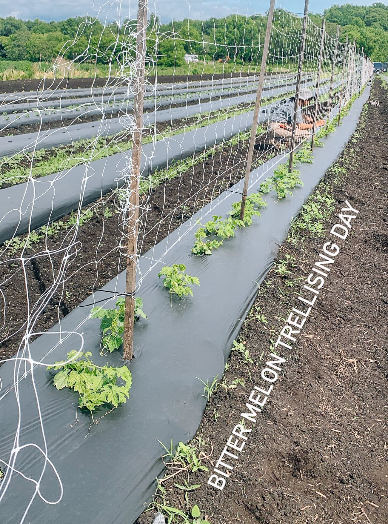 bitter melon trellising