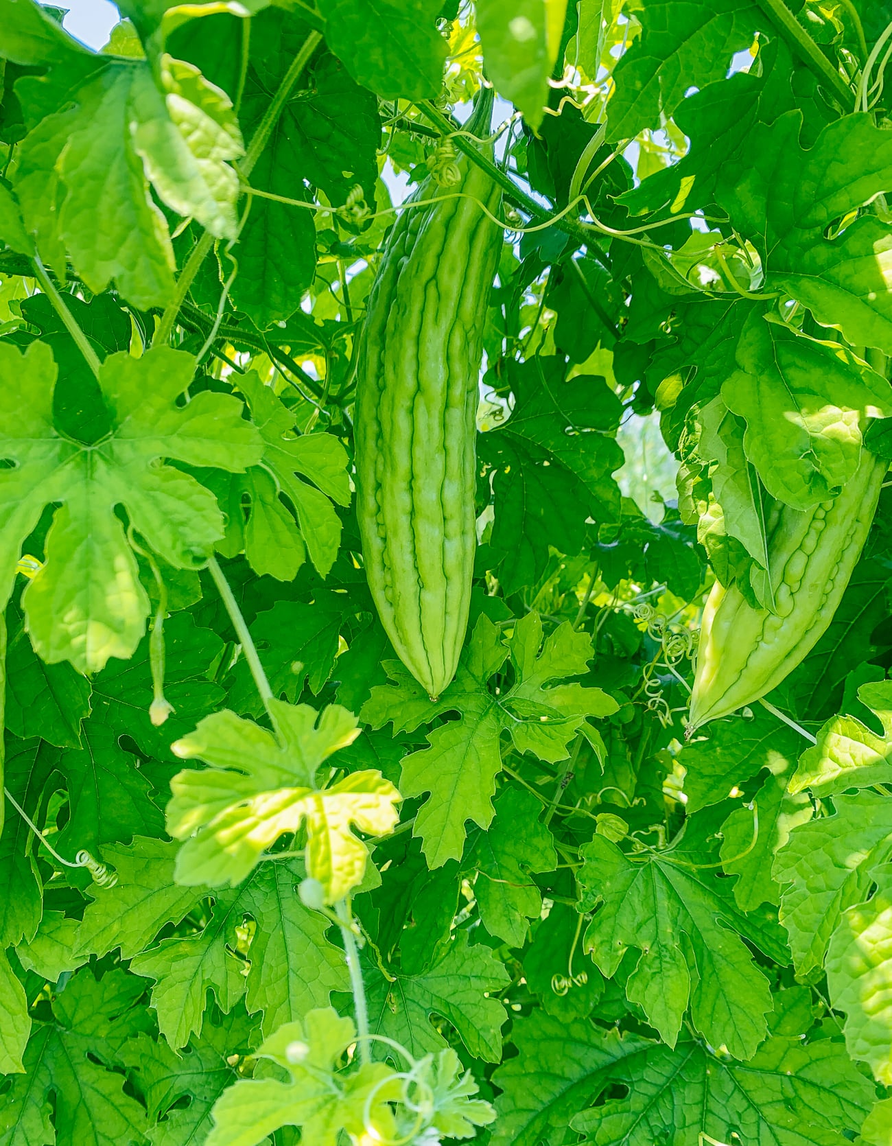 How to Grow Bitter Melon