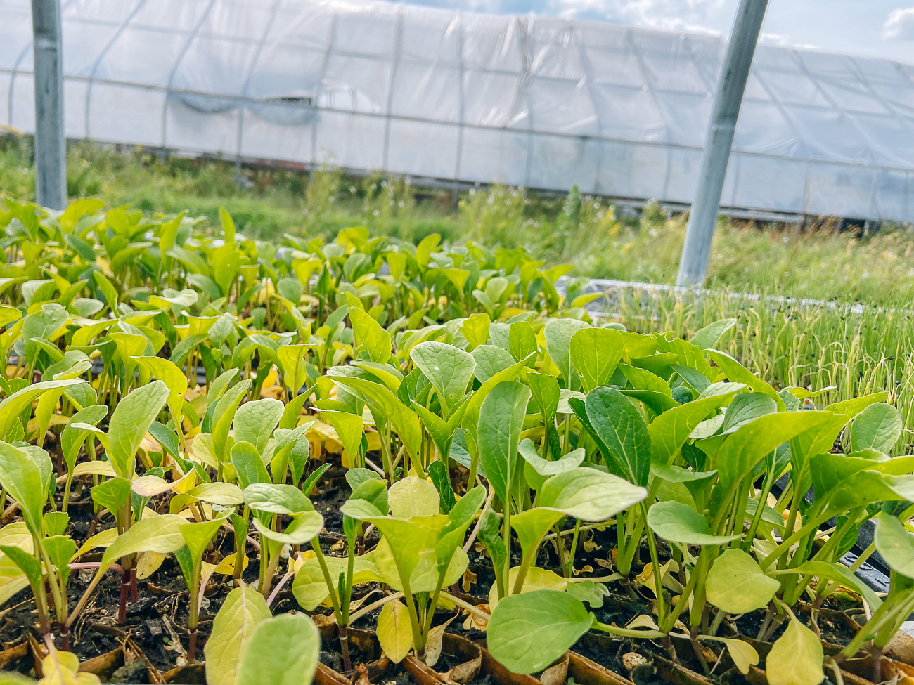 choy sum grown under cover