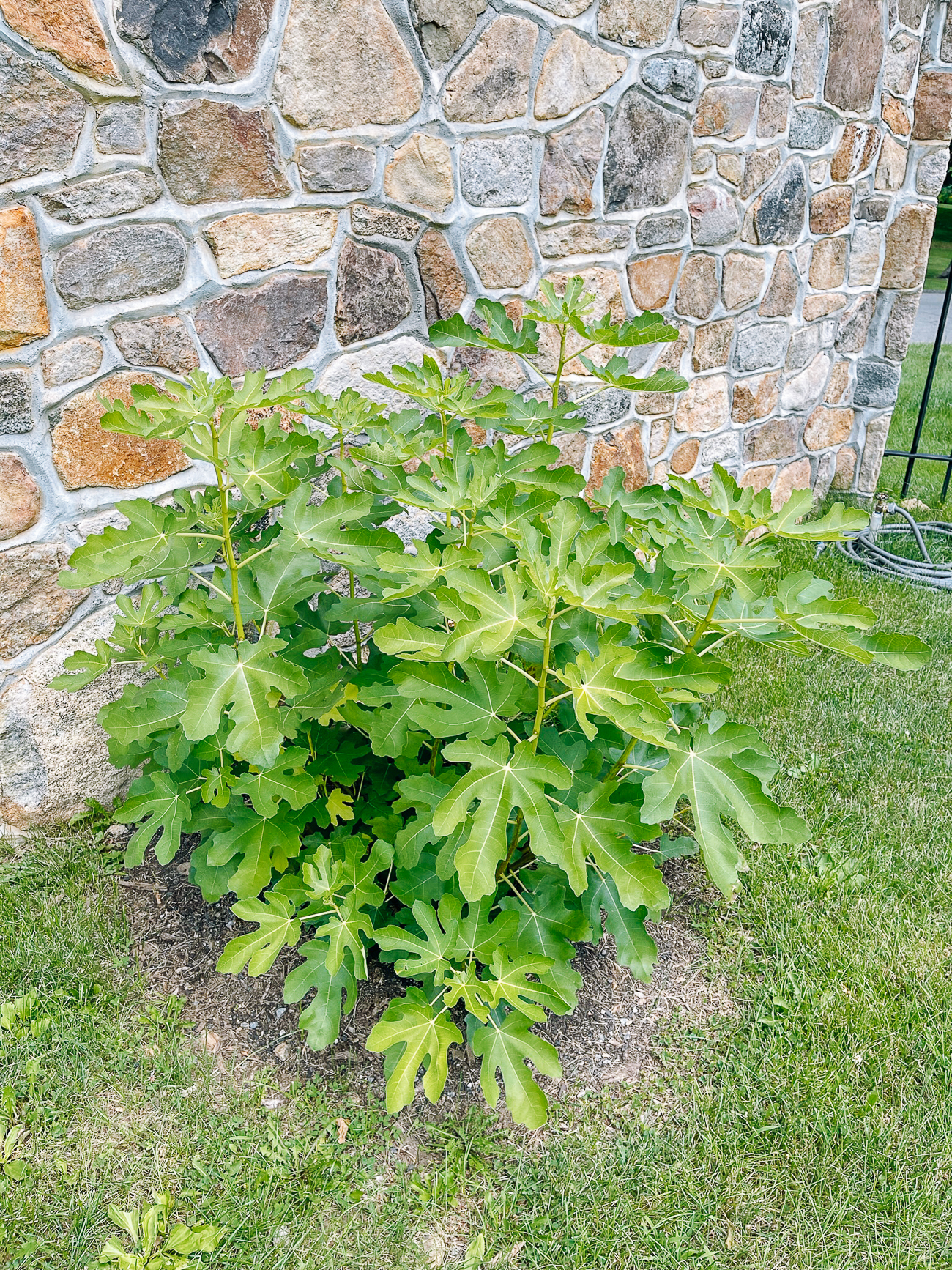 a fig bush