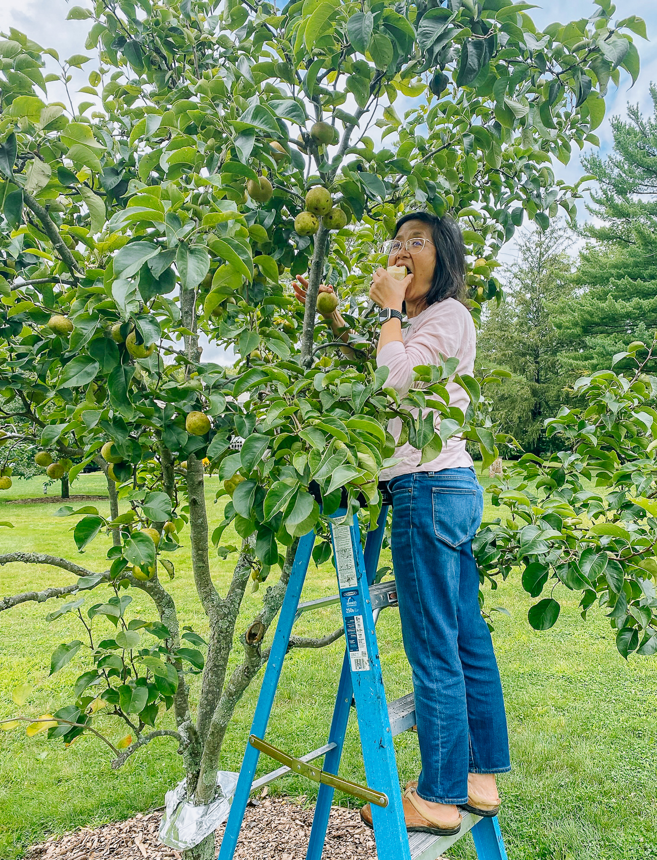 Judy eating a pear off the tree