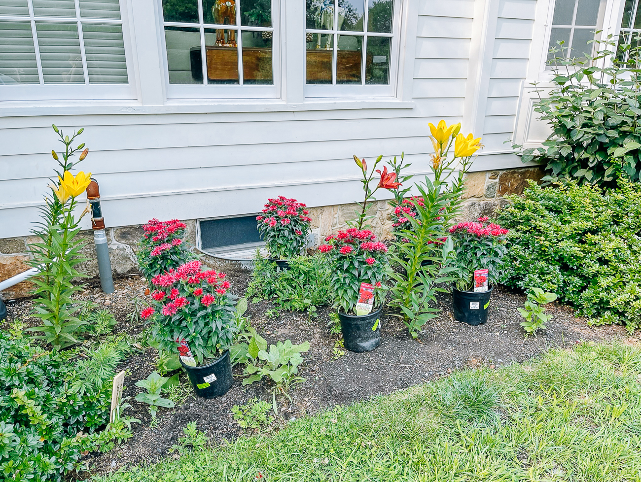 Bee Balm Plants ready to go into ground